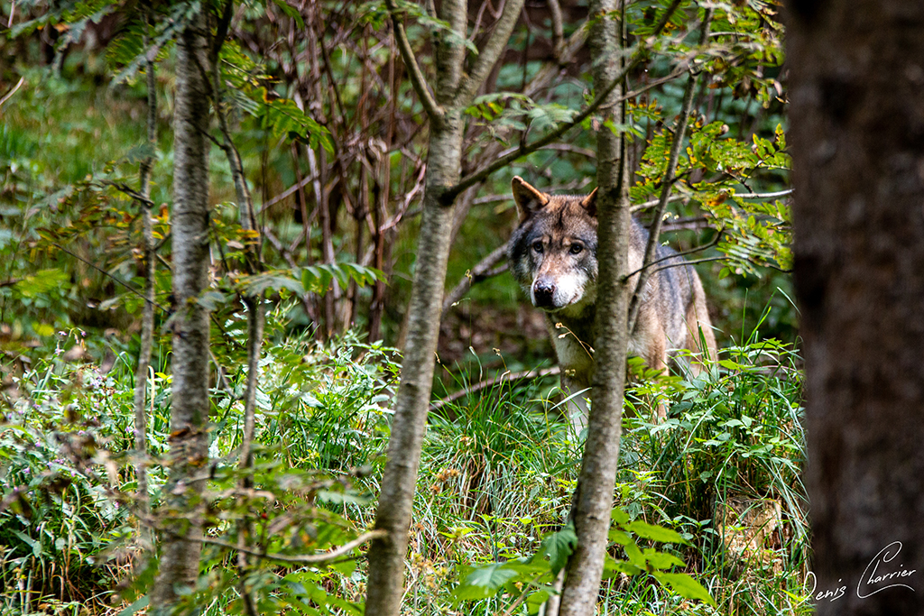 Loup gris dans une forêt